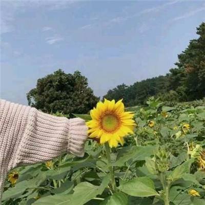 超次女神破解版下载