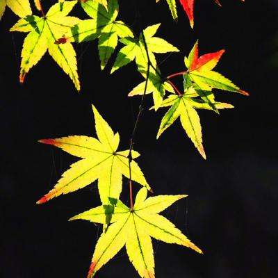 剑风战记官方下载